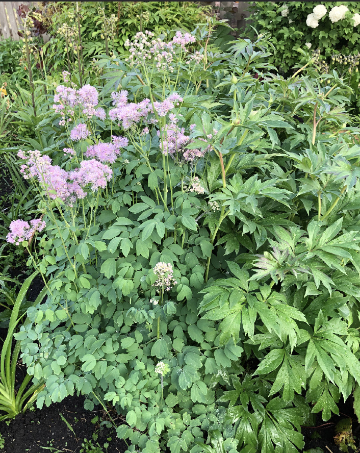 Василистник водосборолистный
