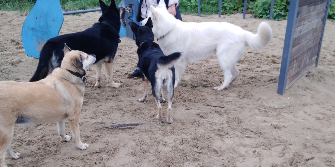 Как предотвратить тревожность собаки в связи с разлукой.