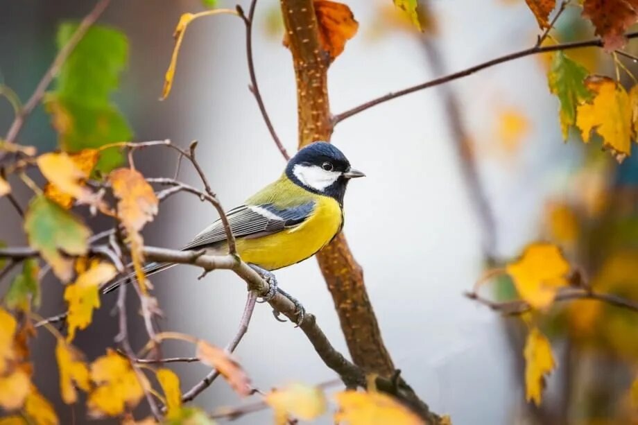 Картинка из интернета для иллюстрации статьи