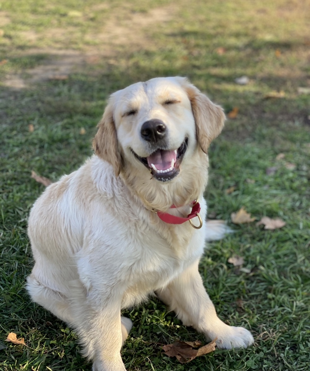 Это моя Оля (Оливия). Серьезную статью хочу начать с несерьезной фотки.