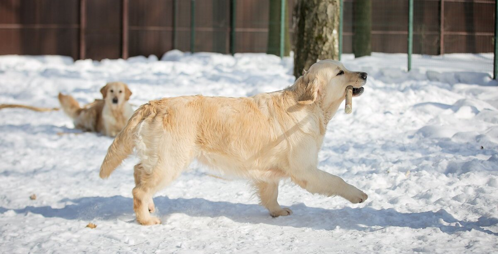 Молодые золотистые ретриверы играют на свежем воздухе – в хороших питомниках щенки растут здоровыми, активными и общительными retriewer.ru.