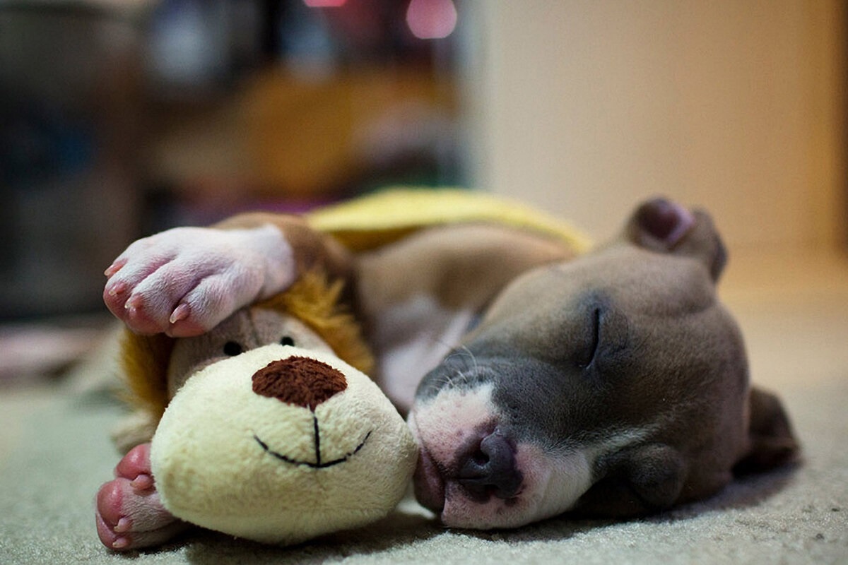 Фото с сайта: https://dzen.ru/a/ZecRonPtWz3xA0CR