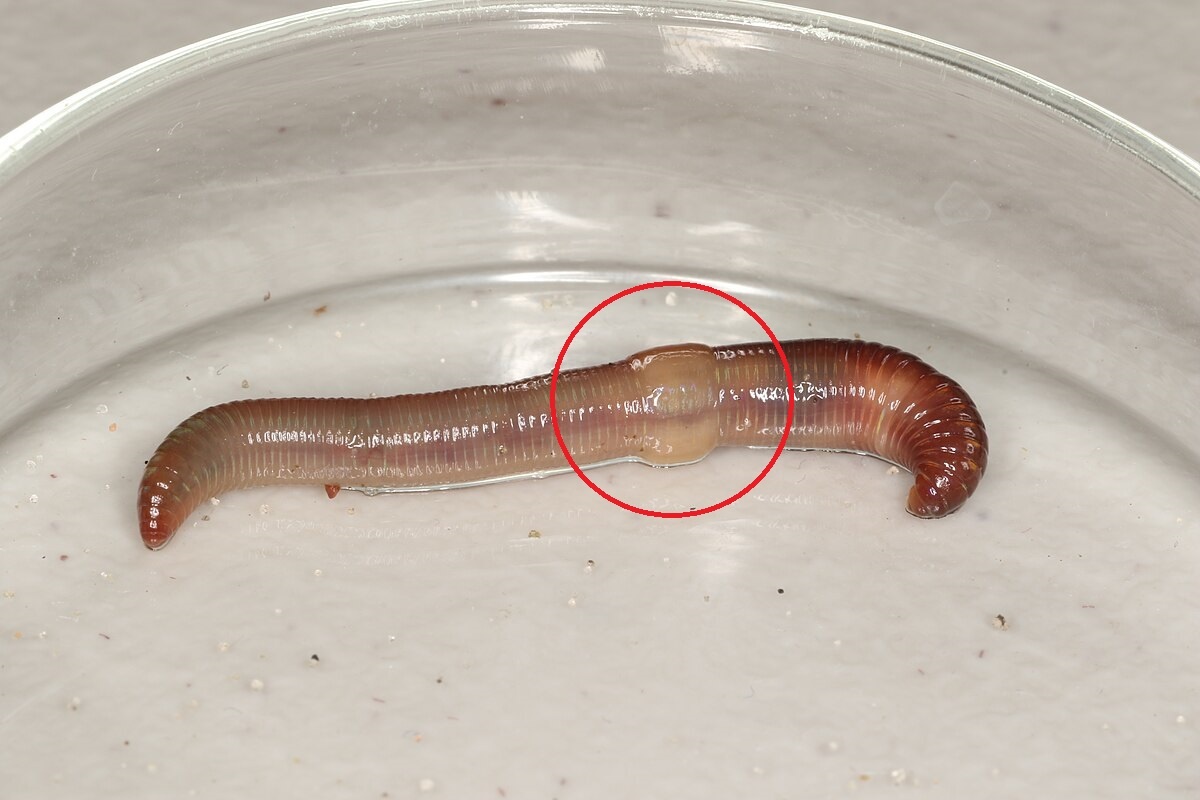 Фото с сайта: https://commons.m.wikimedia.org/wiki/File:Lumbricus_rubellus_(26533498311).jpg