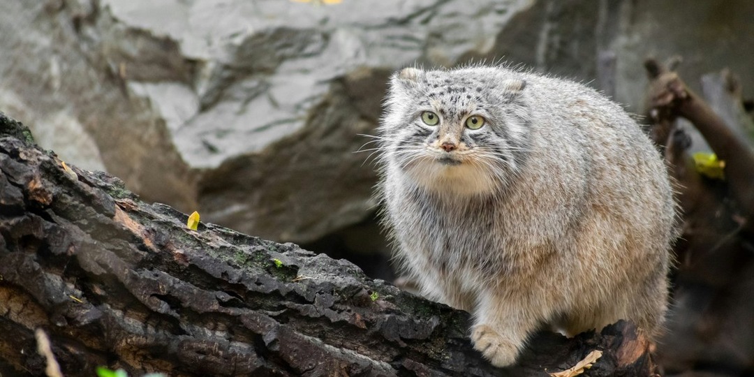 Манул Шу основательно подготовился к зиме: новости Ленинградского зоопарка