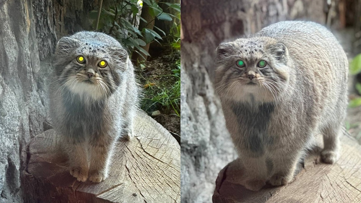    Манул Шу, фото слева — до зажировки, фото справа — после