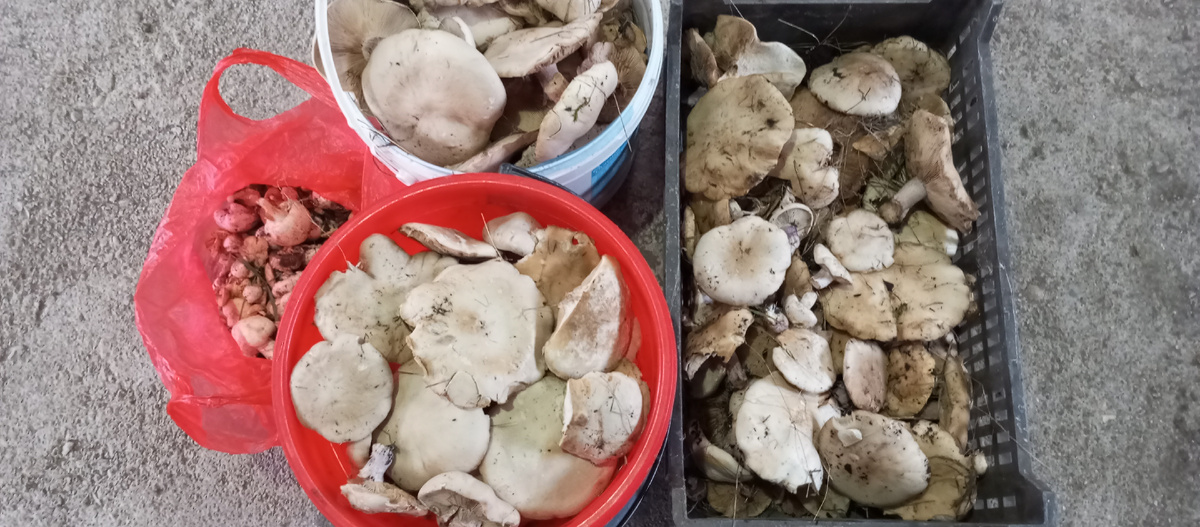 #грибы #тихаяохота