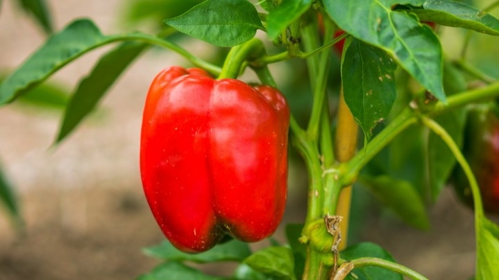 Калифорнийское чудо