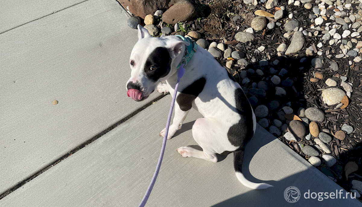 Собака в стрессе на улице: поджатый хвост, облизывается, напряжённая поза | Изображение: DogSelf