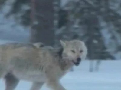    Фото: ГТРК Карелия