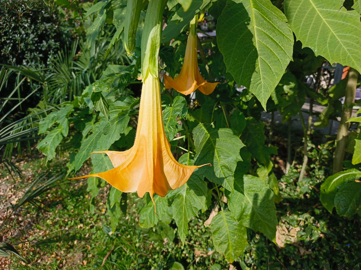 ФТ Сириус, Имеретинская набережная, Бругмансия, ноябрь 2025 года