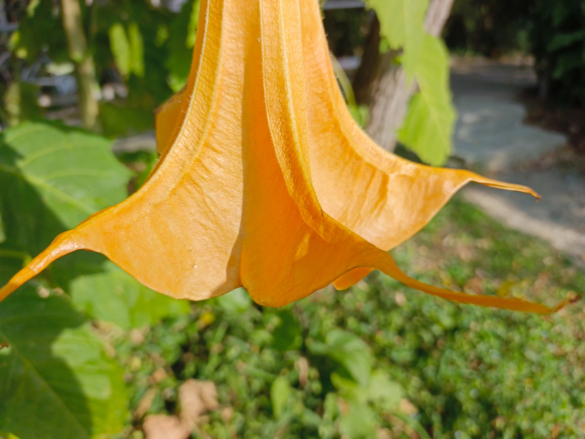 ФТ Сириус, Имеретинская набережная, Бругмансия, ноябрь 2025 года