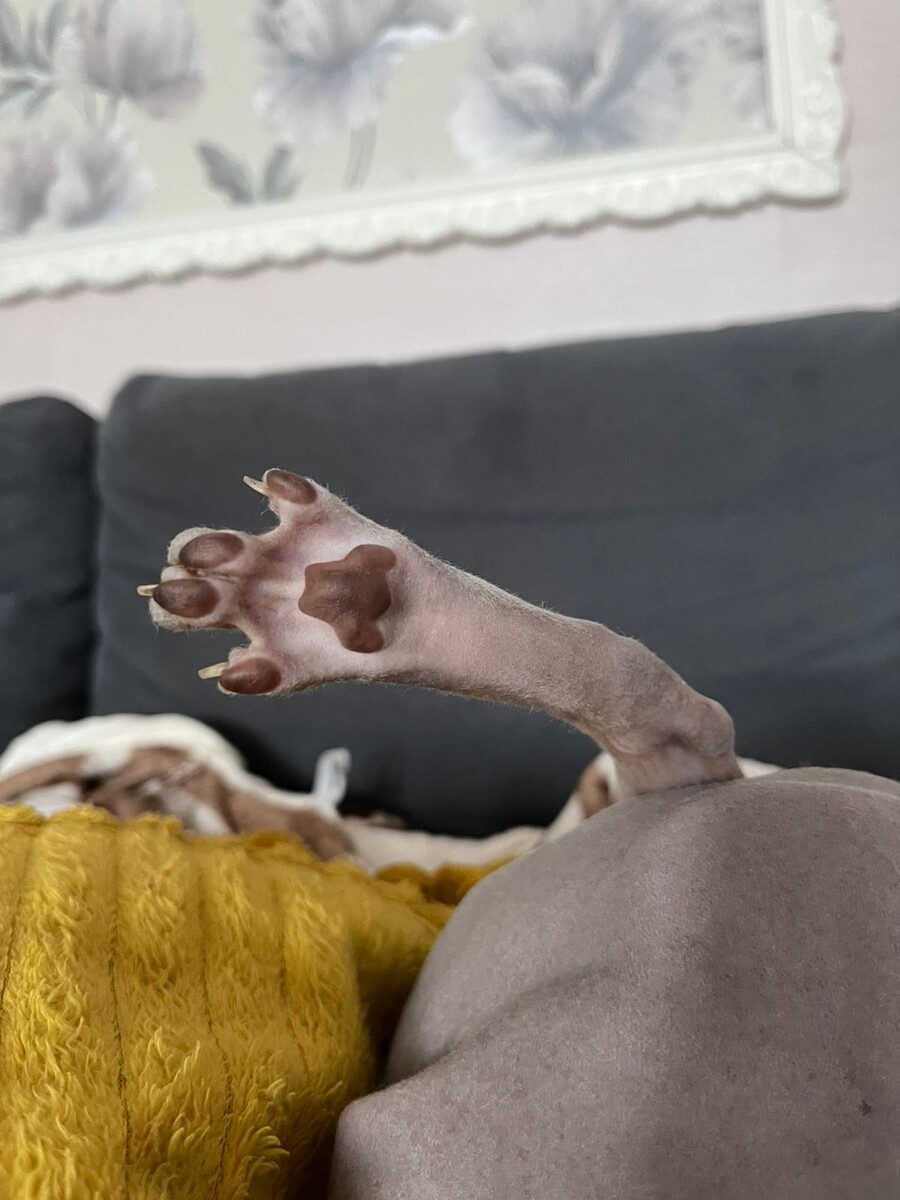 Хоба! Угадайте, что я делаю😺