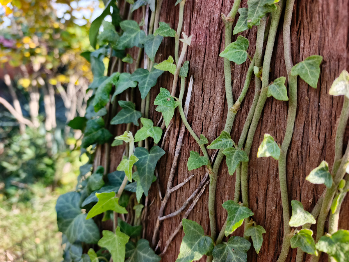 Адлер, Плющ обыкновенный, ноябрь 2025 года