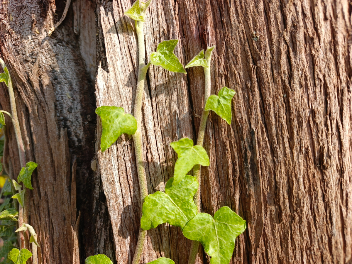 Адлер, Плющ обыкновенный, ноябрь 2025 года