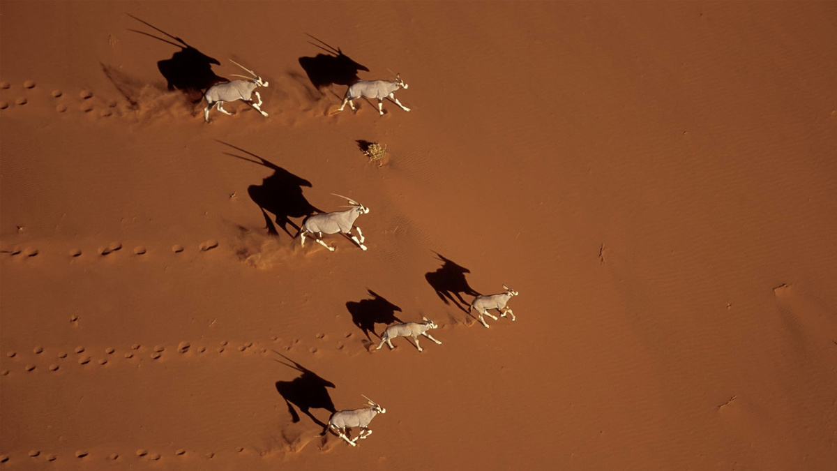 Кадр из сериала "BBC: Планета Земля"