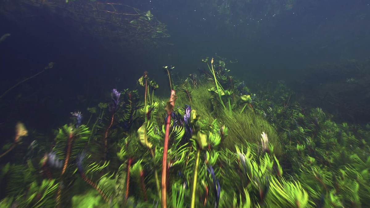 Кадр из сериала "BBC: Планета Земля"