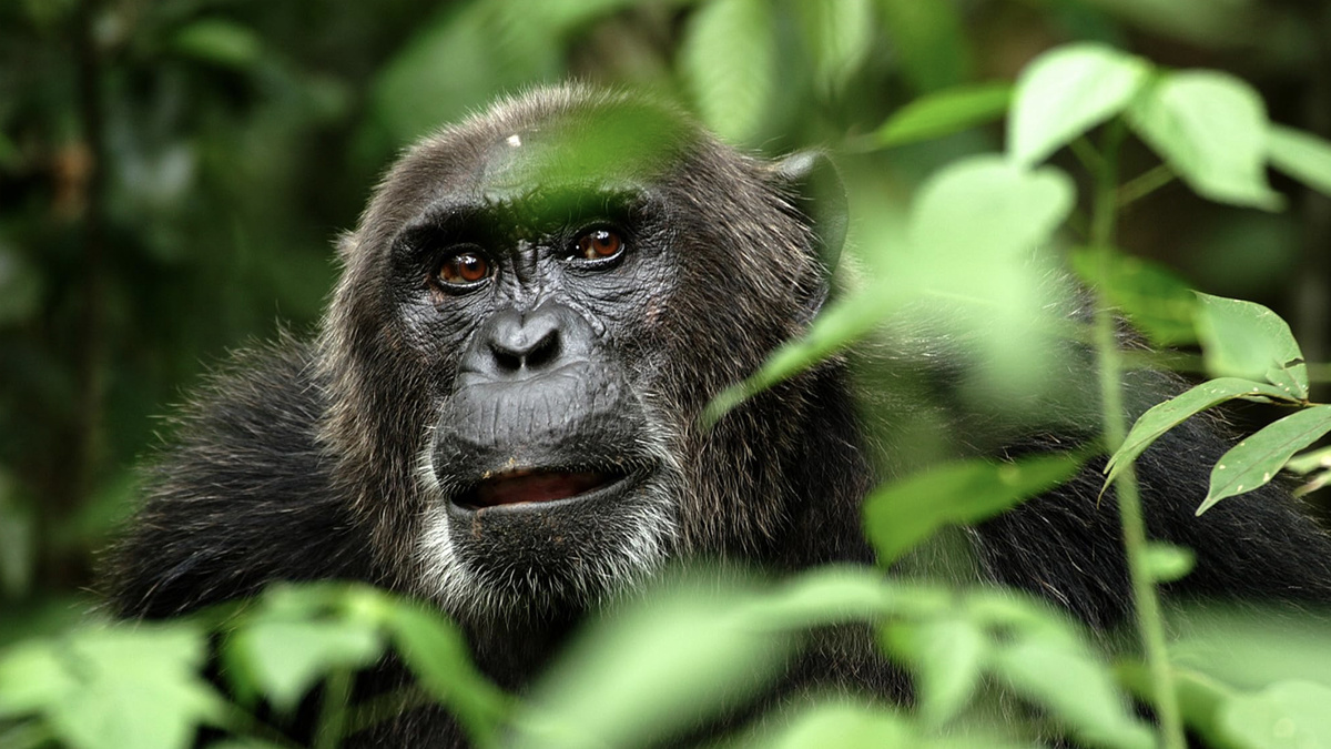 Кадр из сериала "BBC: Планета Земля"