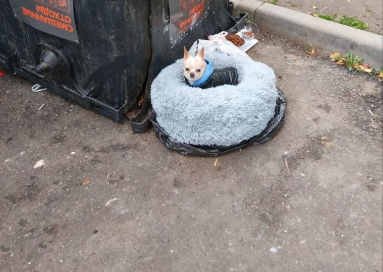 Не приговор, а реальность: Печальная судьба маленькой собаки