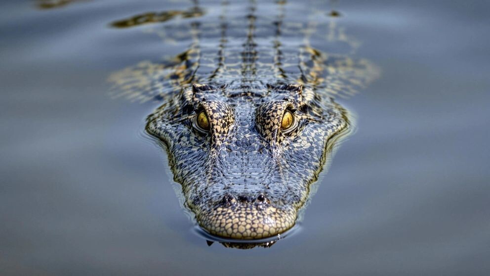    Фото: Kamal15/Shutterstock/Fotodom