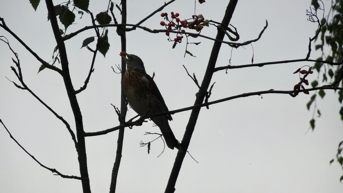 Дрозд рябинник с рябинкой в клюве 