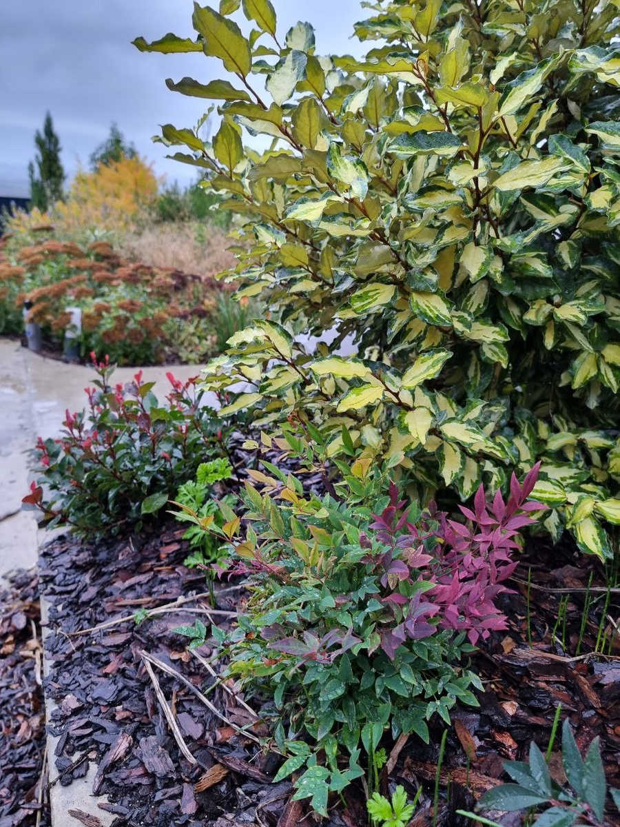 Нандина 'Flirt', Фотиния 'Fenna', Элеагнус ‘Maryline’.