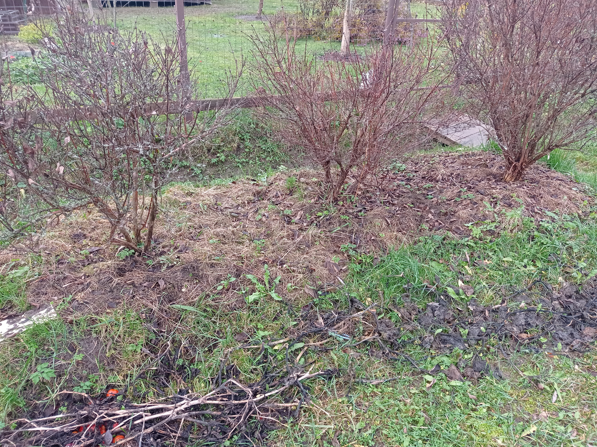 Правда в моем саду тоже не все плохо -  вот так выглядят мои кустики жимолости