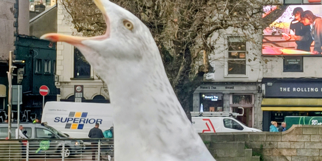 А чайки кричат ...От восторга