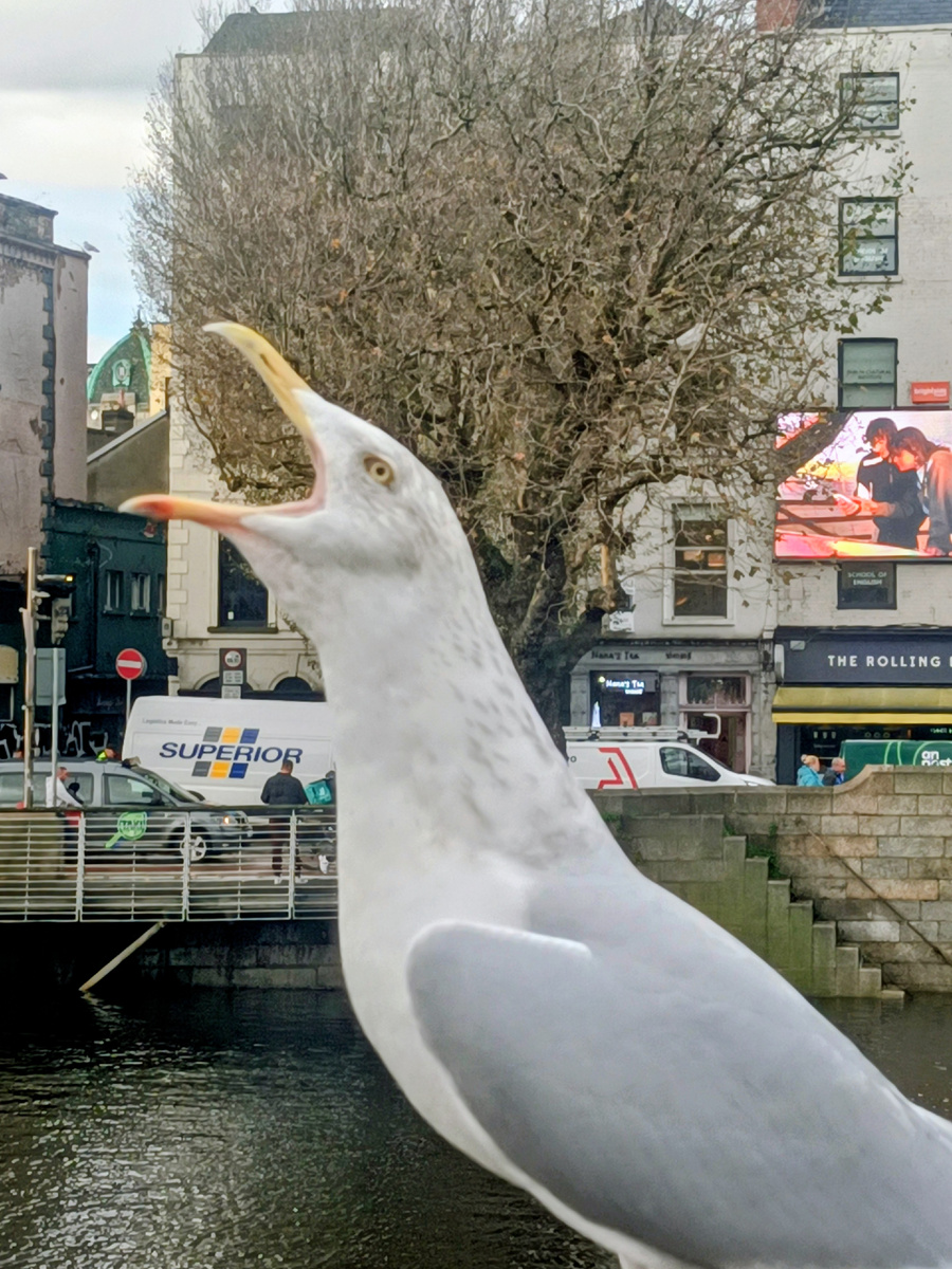 Восторженные чайки. Дублин. Ирландия. Фото автора 