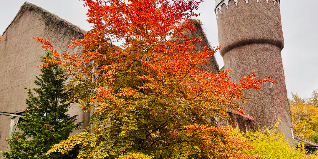 Город, где нельзя купаться, но хочется остаться: медленный и очаровательный Светлогорск 🐌