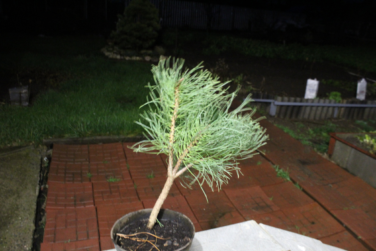 Сосна желтая сразу после распаковки 