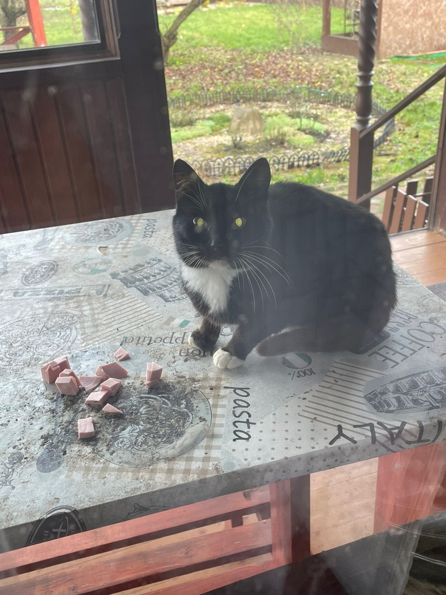 Маркизетта. Везде фото автора.