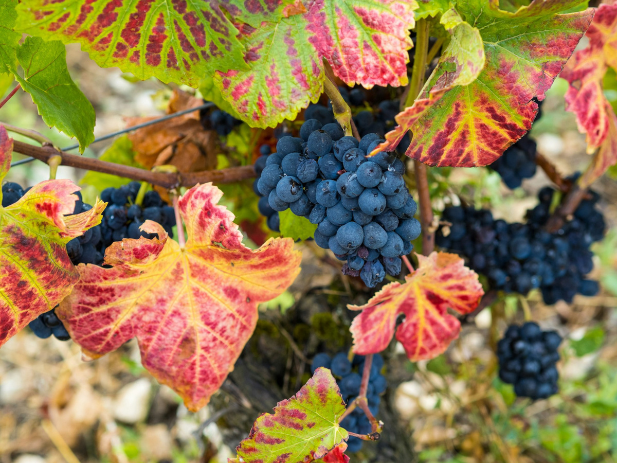 Рассказываем про один из самых узнаваемых испанских сортов винограда