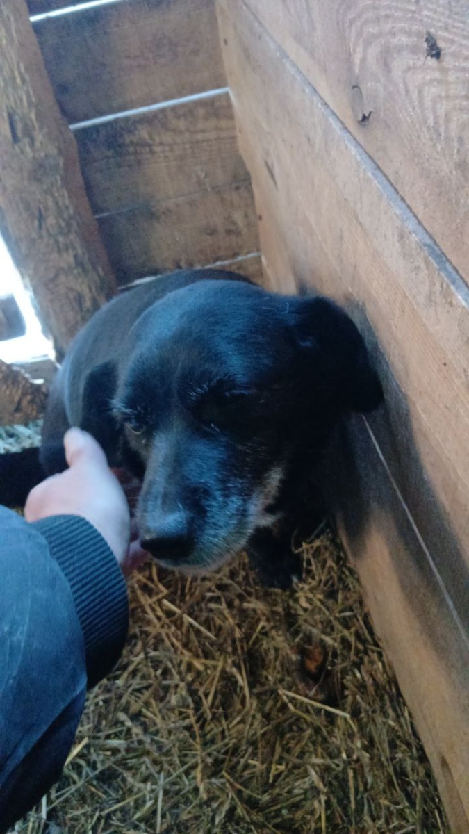 Небольшая, добрая собачка ждет когда её заерут домой, хозева откликайтесь скорей!