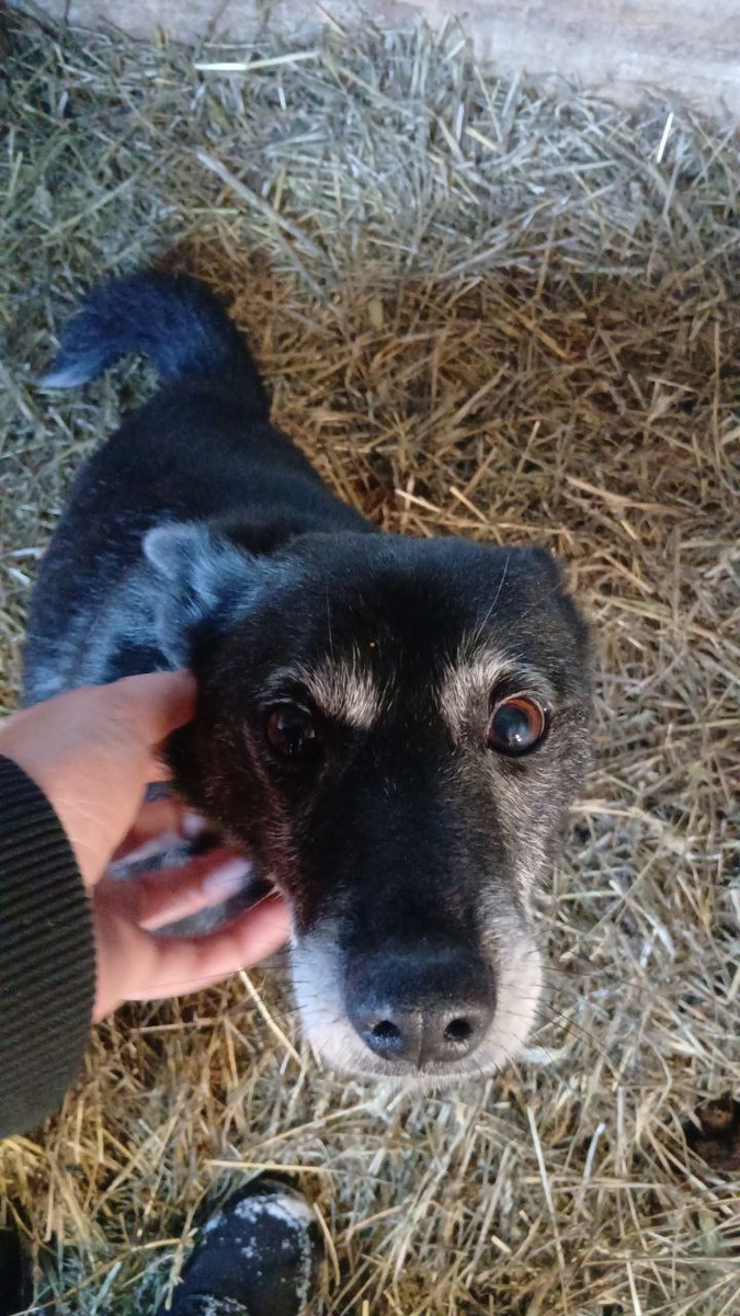 Еще один небольшой, ручной житель приюта, готовый уезать домой