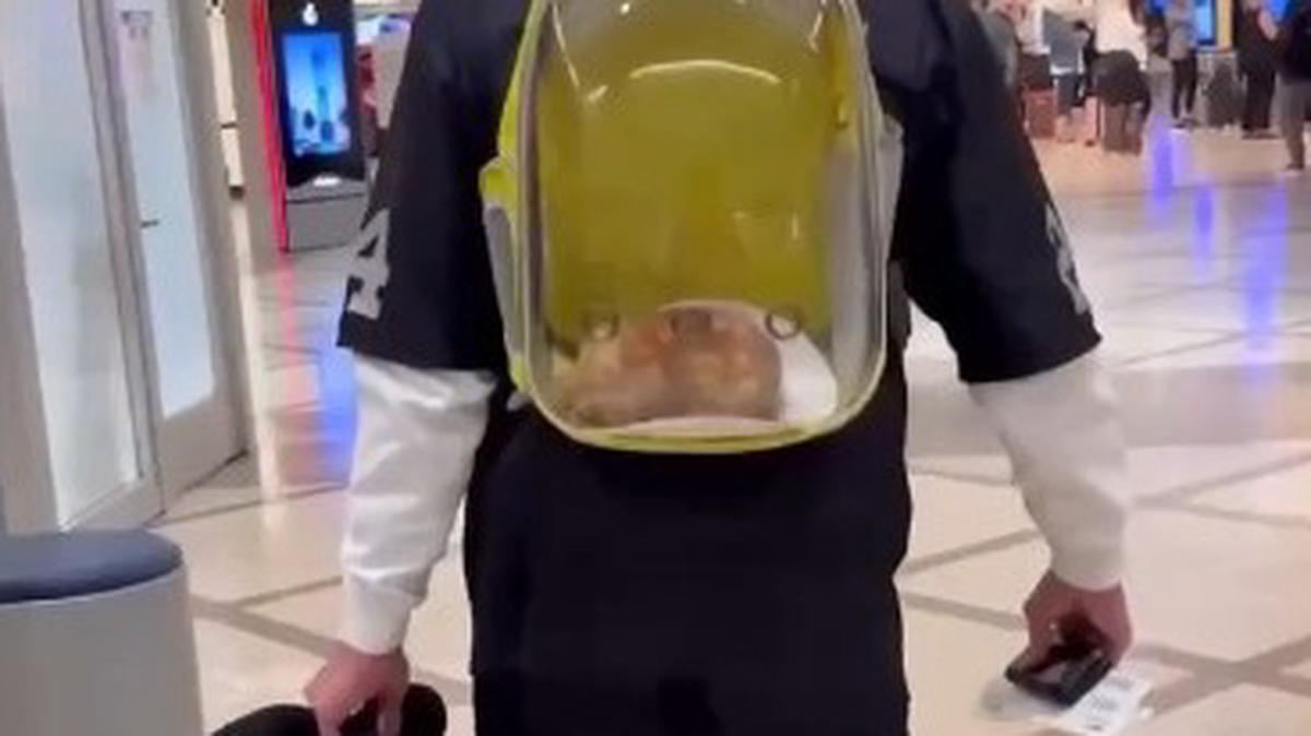    Фото: скриншот из видео / Рутрэвел / Telegram