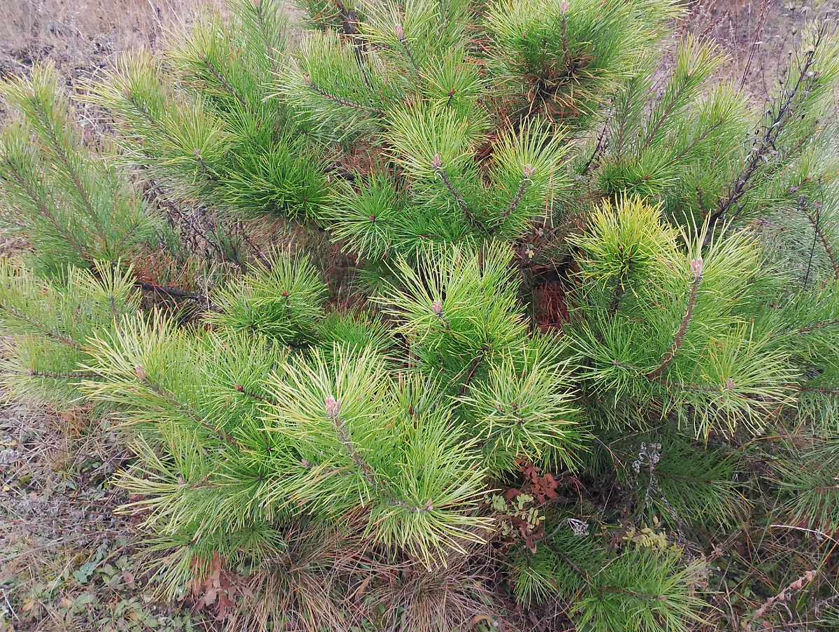 Фото чтобы разбавить текст