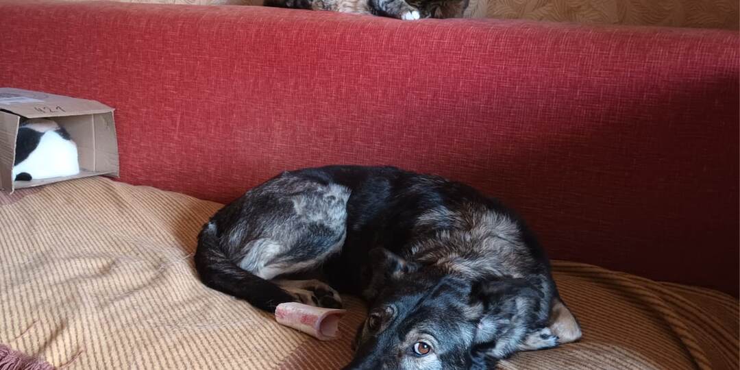 Собака была не наша, но это было, наверное, самое быстрое наше пристройство