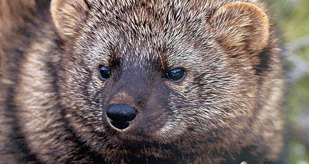 Как живёт илька — куница, которая охотится на бобров и дикобразов