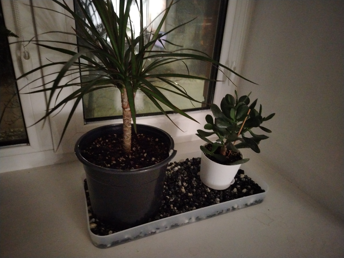 Поддон с влажным керамзитом