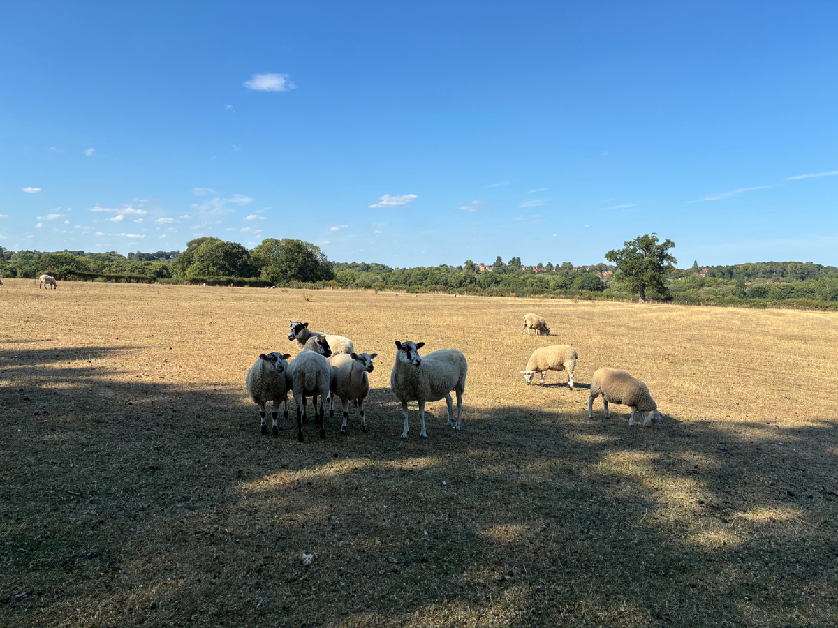 А это местные обитатели пастбищ - овечки. Фото из личного архива