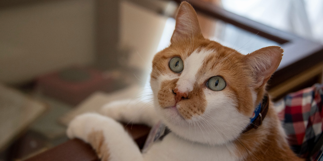 Дом, где жил Пушкин: кот Мостик в Гурзуфе