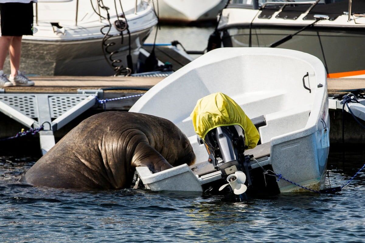 Фото с сайта: https://merzlikin-photo.ru/popular/morzhiha