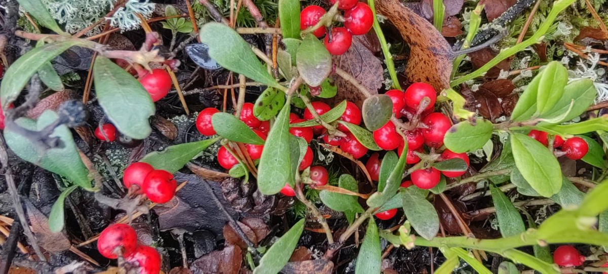 Роскошный толокнянковый ковёр был встречен в бору...