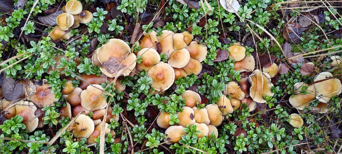 грибочки вона в нём какие изобильные прорасли!