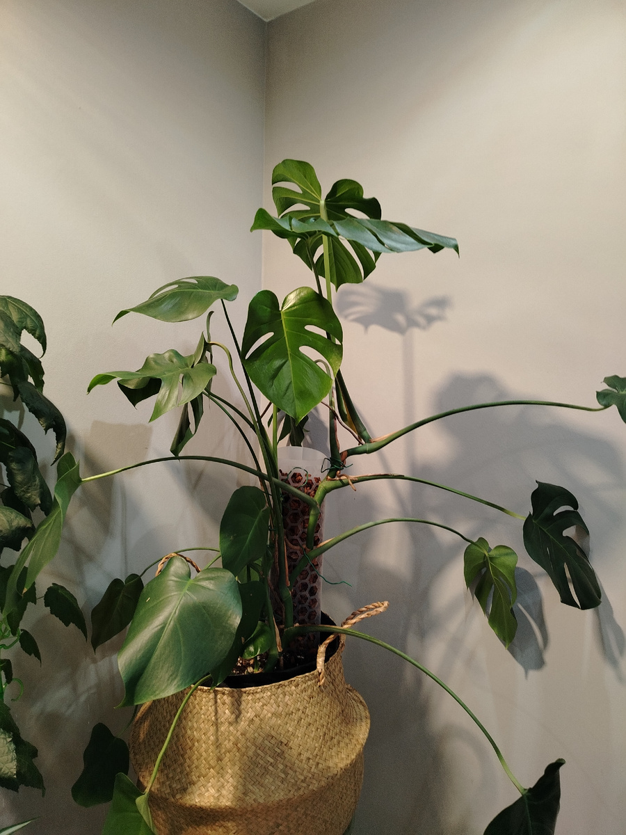 Она немного лысая, так как я постоянно её черенкую