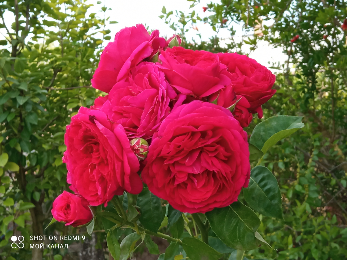 Ч/г роза Софи Луиза. Фото из моего сада.