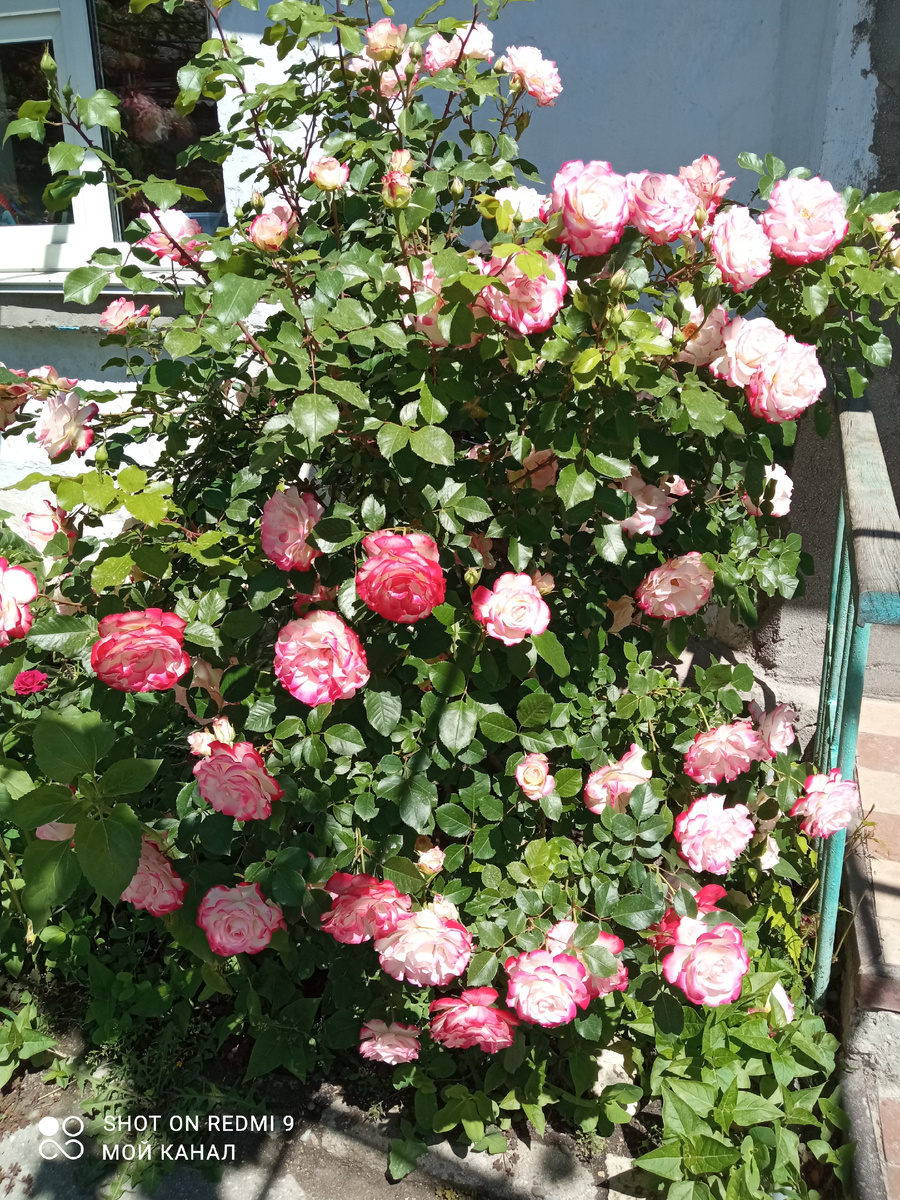 Флорибунда Юбилей Санкт-Петербурга. Это фото первой волны. К концу лета роза достигла высоты около 1м 80см. А в каталоге заявлено всего 70-80см в высоту. Фото автора.