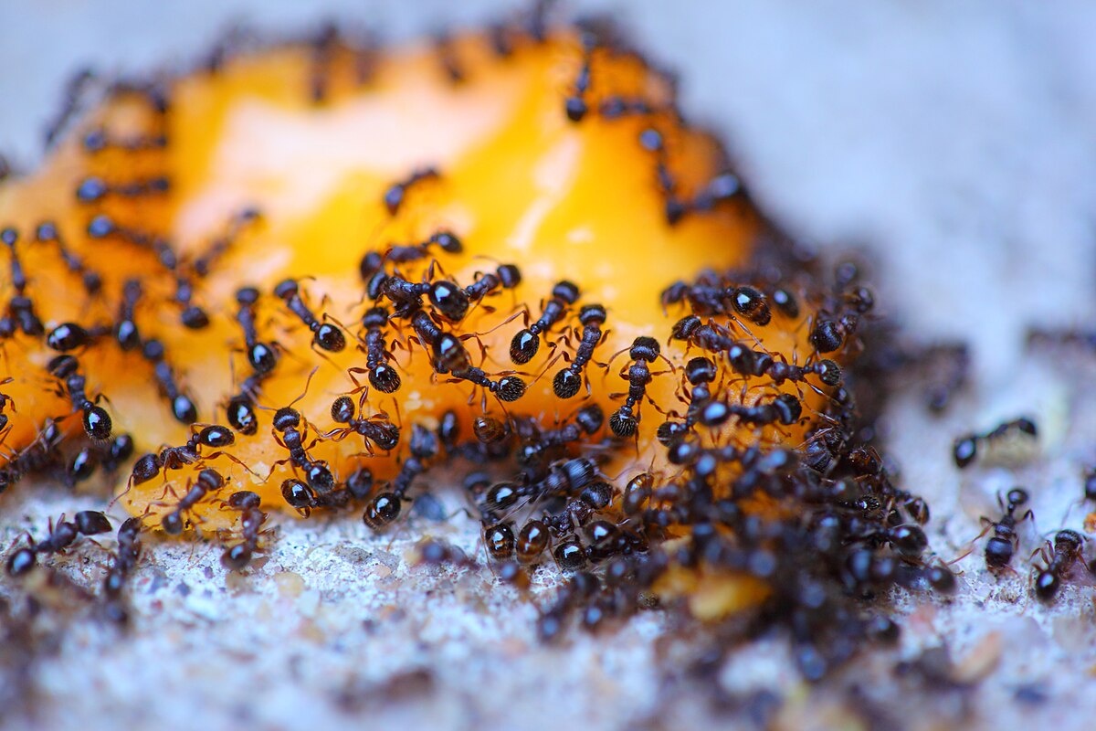 Фото с сайта: https://commons.m.wikimedia.org/wiki/File:Ants_On_Cheese_-_Photo_by_D._Sharon_Pruitt.jpg