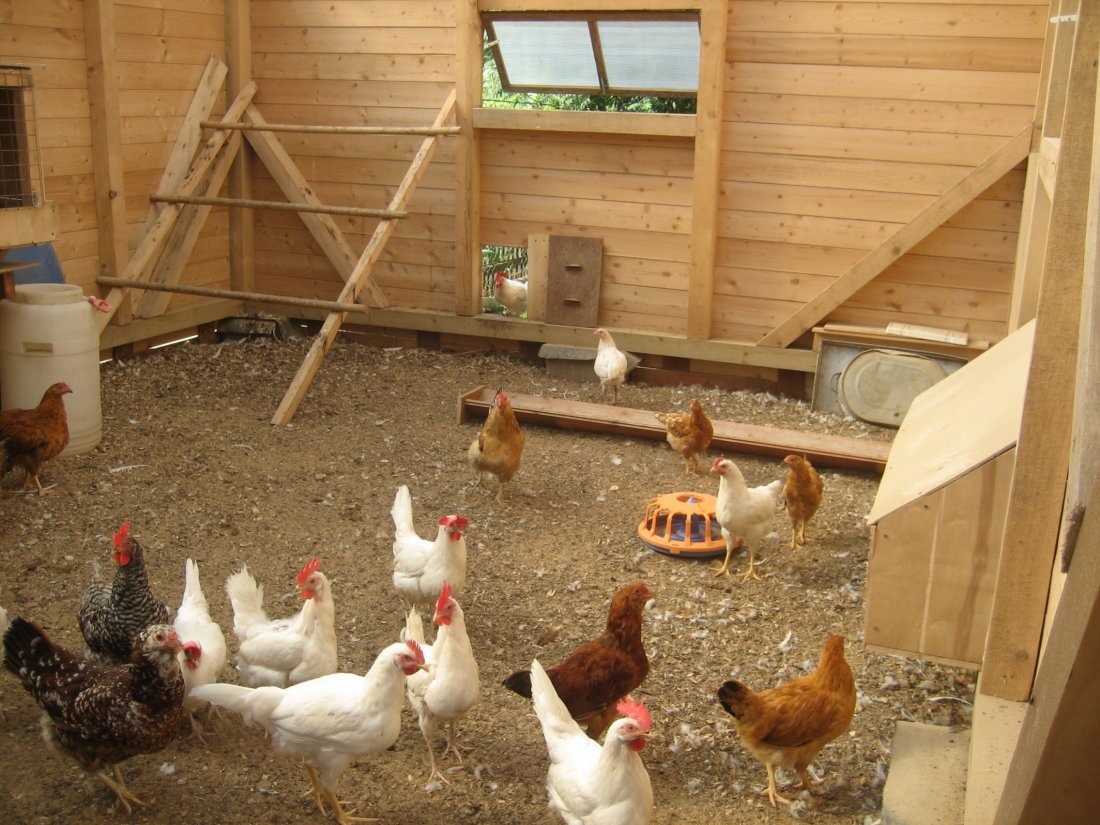 Яндекс Картинки