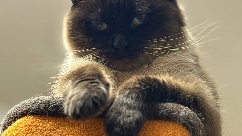 Во время эвакуации людей из Суджи, кошка Сима попросила взять ее с собой. Пошёл год